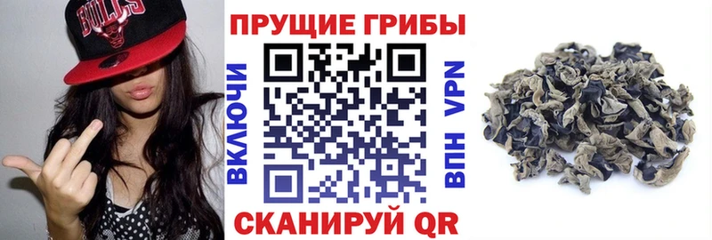 Галлюциногенные грибы Psilocybine cubensis Абинск